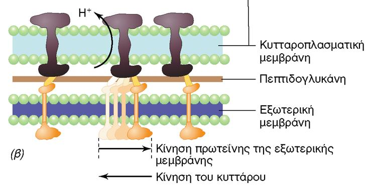 ΒΛΕΝΑΣ