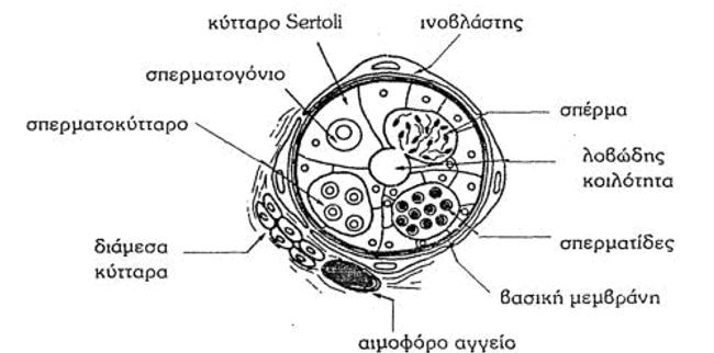 Δομή όρχεων Τελεόστεων 4 Τομή σπερματικού σωληνάριου - Ορχικά