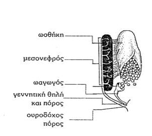 Δομή ωοθηκών Τελεόστεων 6