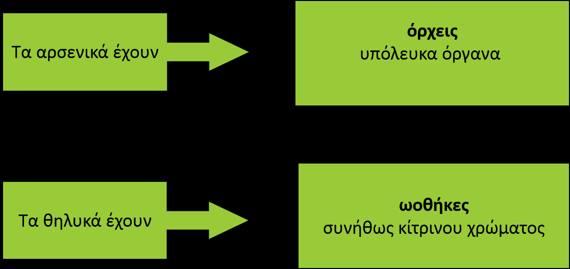 Αναπαραγωγικά Όργανα