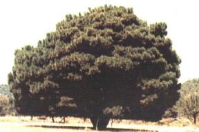 Pinus brutia (Τραχεία πεύκη) Η καταβύθιση της Αιγίδας ήταν η αιτία της εξαφάνισης πολλών ειδών πεύκης.
