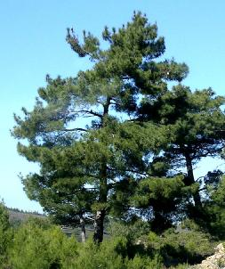 τυπική διάταξη κλαδιών Pinus brutia (ten. var. Agraphiotii) Στη Λέσβο η τραχεία πεύκη δημιούργησε μια ιδιόρρυθμη ποικιλία.