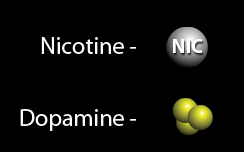 Μηχανισμός ράσης της Νικοτίνης στο Κεντρικό Νευρικό Σύστημα * Μεσομεταιχμιακό Σύστημα 2 2 4 2 4 * Επικλινής πυρήνας (nacc) 4 2 Νικοτινικός Υποδοχέας