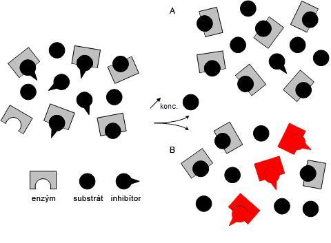 Obr. 60. A kompetitívna B nekompetitívna inhibícia.