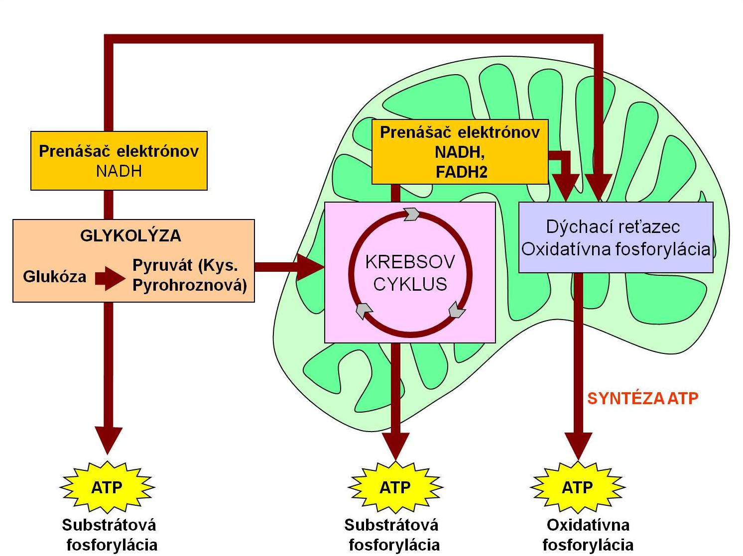 ATP však pri dýchaní vzniká oxidačnou fosforyláciou naviazanou na mechanizmus prenosu elektrónov dýchací reťazec. Obr. 65. Schematické znázornenie procesu dýchania za vzniku ATP. http://www.personal.