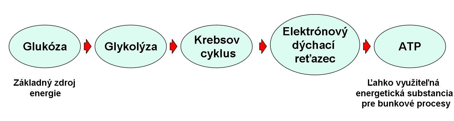 Obr. 66. Schematické znázornenie bunkového dýchania, kde je základný zdroj energie glukóza.