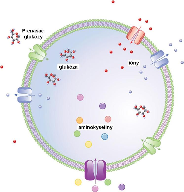 6. 1. Príjem a transport živín Príjem živín a vylučovanie metabolitov prebieha u mikroorganizmov celým povrchom tela. Na tento účel nemajú vyvinuté špeciálne organely (Obr. 51)