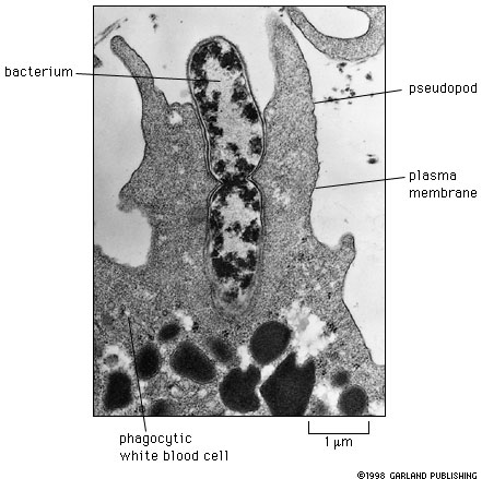 Η φαγοκυττάρωση ενός βακτηρίου