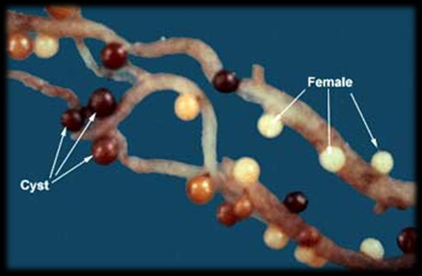 χρυσονηματώδης της πατάτας βιολογία - οικολογία τα θηλυκά γεννούν τα αυγά τους μέσα στο σώμα