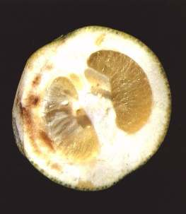 Παθογόνο της λιθιάσεως ή πετρώματος των εσπεριδοειδών (Citrus impietratura, CI) Citrus impietratura