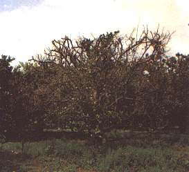 Σε δένδρα µεγαλύτερης ηλικίας προκαλεί βαθµιαία ξήρανση, περιορισµένη και καχεκτική βλάστηση, χλωρωτικό φύλλωµα,