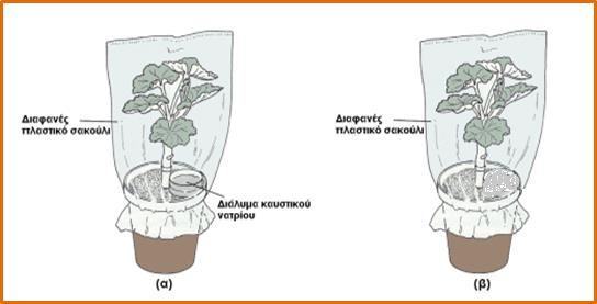 Θέμα 2 ο Αφήσαμε τα φυτά του παρακάτω σχήματος στις συνθήκες που φαίνονται στην πιο κάτω εικόνα για τρεις μέρες. Στη συνέχεια κάναμε ανίχνευση αμύλου στα φύλλα από τα φυτά Α και Β.
