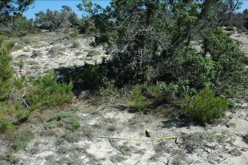 Συνολικά απομακρύνθηκαν 21 νεαρά άτομα Pinus brutia (19 νεαρά, μη αναπαραγωγικά και 2 αναπαραγωγικά μικρού μεγέθους), χειρωνακτικά ή με τη χρήση κλαδευτηριού ή μικρού πριονιού.