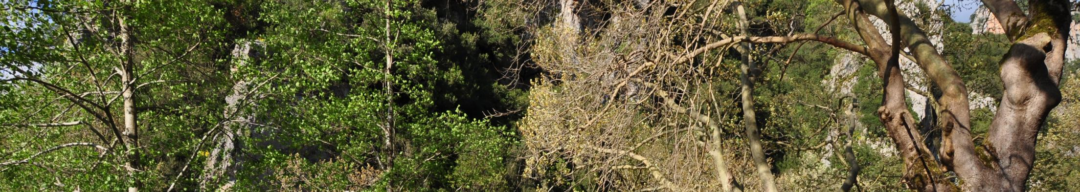 Επιλέξαμε λοιπόν, τα πέτρινα γεφύρια ως θέμα της εργασίας της περιβαλλοντικής μας ομάδας, επειδή θεωρούμε ότι το