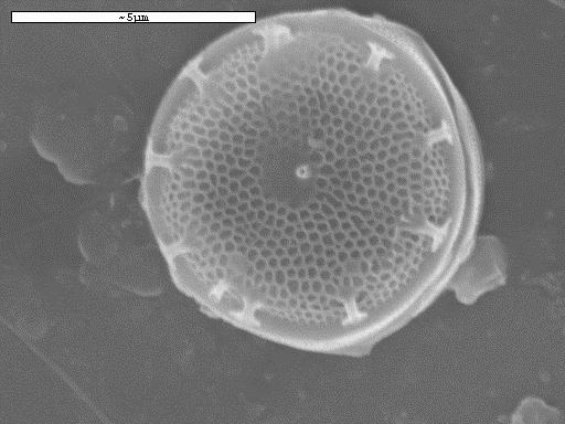 Μελέτη ρύπανσης μεμβρανών υπερδιήθησης a) b) c) d) Σχήμα 6 22: Εικόνες από ηλεκτρονικό μικροσκόπίο σάρωσης (SEM) επικαθήσεων που