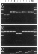 A. lsrna cut with EcoRI B. CO-I with HincII C. COI/COII length polymorphism D. COI/COII with XbaI 1: Italy, 2: Russia, 3-4: Spain, 5-6: France, 7-10: S. Africa A.