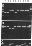 COI/COII with XbaI 1-5: Arizona, USA; 6-10: feral swarms, Honduras mtdna maternal ancestry Paternal contribution to the history and pattern of gene flow?