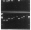 microsatellite allele frequencies Yucatan: East European Venezuela: African / w European 1998, new set of samples (312 colonies) Yucatan: most were African / w European only