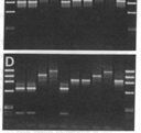new location, both E and W European nuclear and mt markers are found in the feral population. Within 5-10 years, African markers predominate.