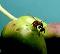 Factors contributing in the preservation of African characteristics Colony growth and swarming rates Negative heterosis in