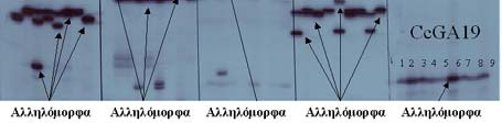 Polymorphism analysis of microsatellite markers 8 repeats 9 repeats Electrophoresis of PCR products in