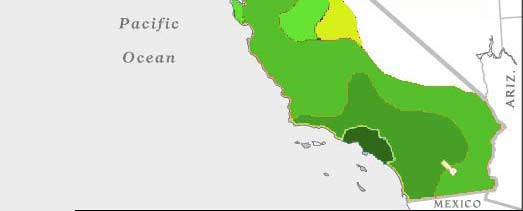 natural olive fly populations