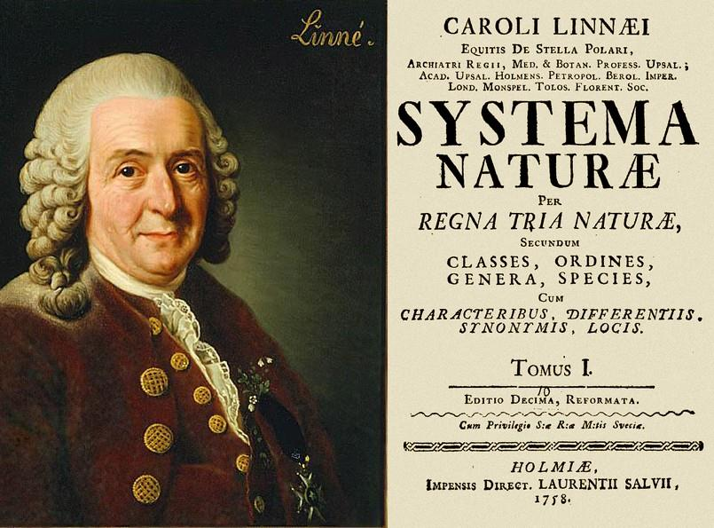 Ταξινόμηση και Φυλογένεση των ζώων 12/12 Κάρολος Λινναίος (1707-1778) Δημιούργησε ένα εκτεταμένο