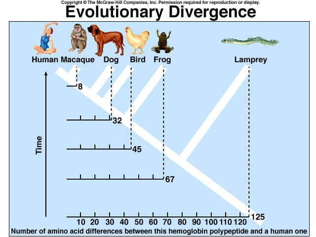 Εξελικτική απόκλιση 15 Ενότητα 7.