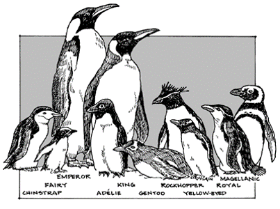 Προσαρμοστική ζώνη: Πιγκουίνοι Ενότητα 7.