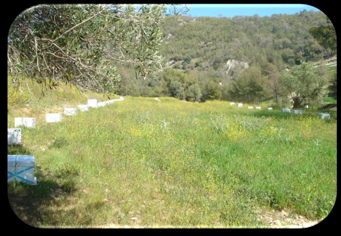 Υλικά και Μέθοδοι Εικόνα 22: Απομονωμένη τοποθεσία για ελεγχόμενη σύζευξη μελισσών (θέση Λαμπρινό,