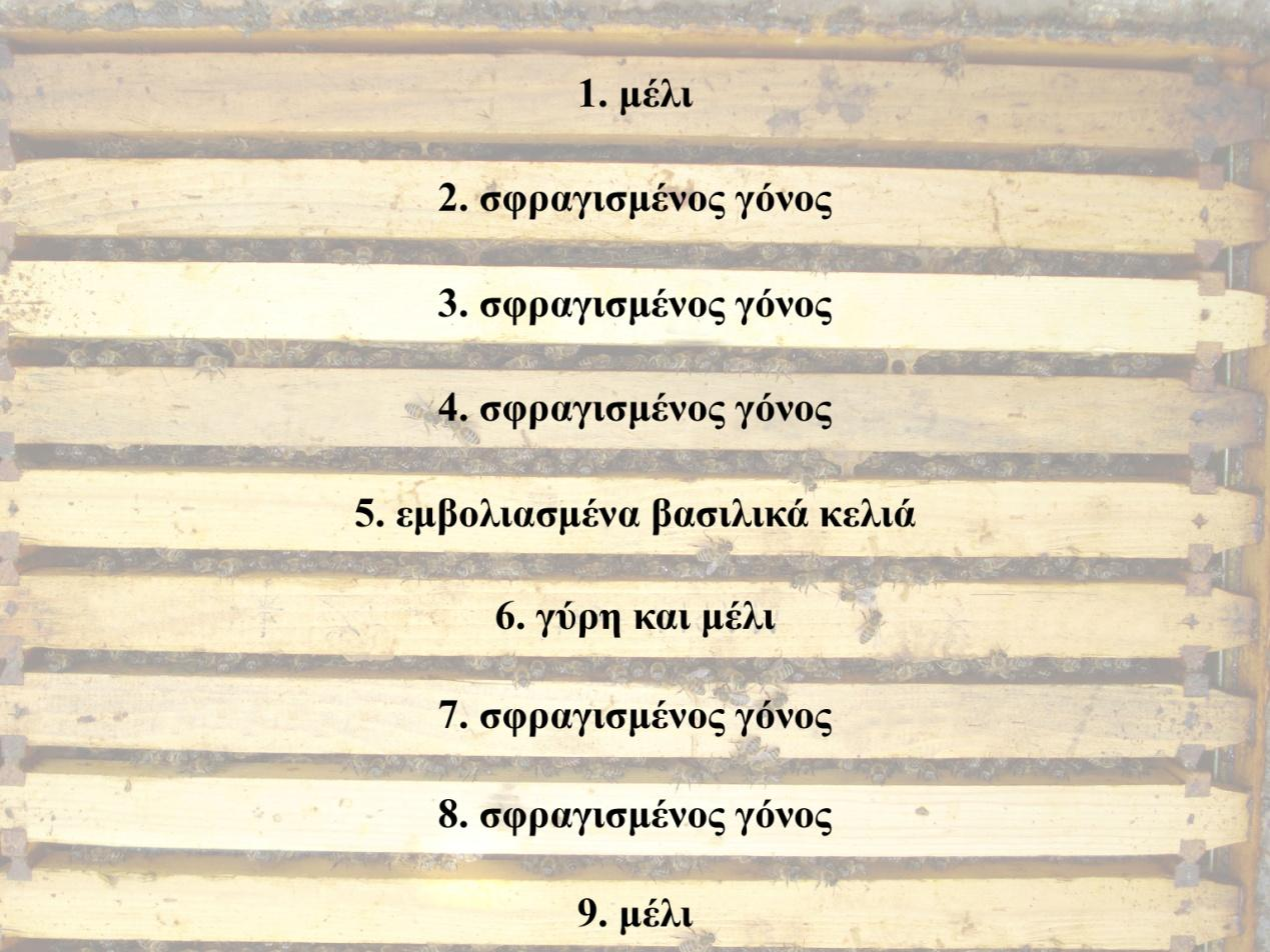 Υλικά και Μέθοδοι Εικόνα 25: Η διάταξη των κηρηθρών κατά τη βασιλοτροφία.
