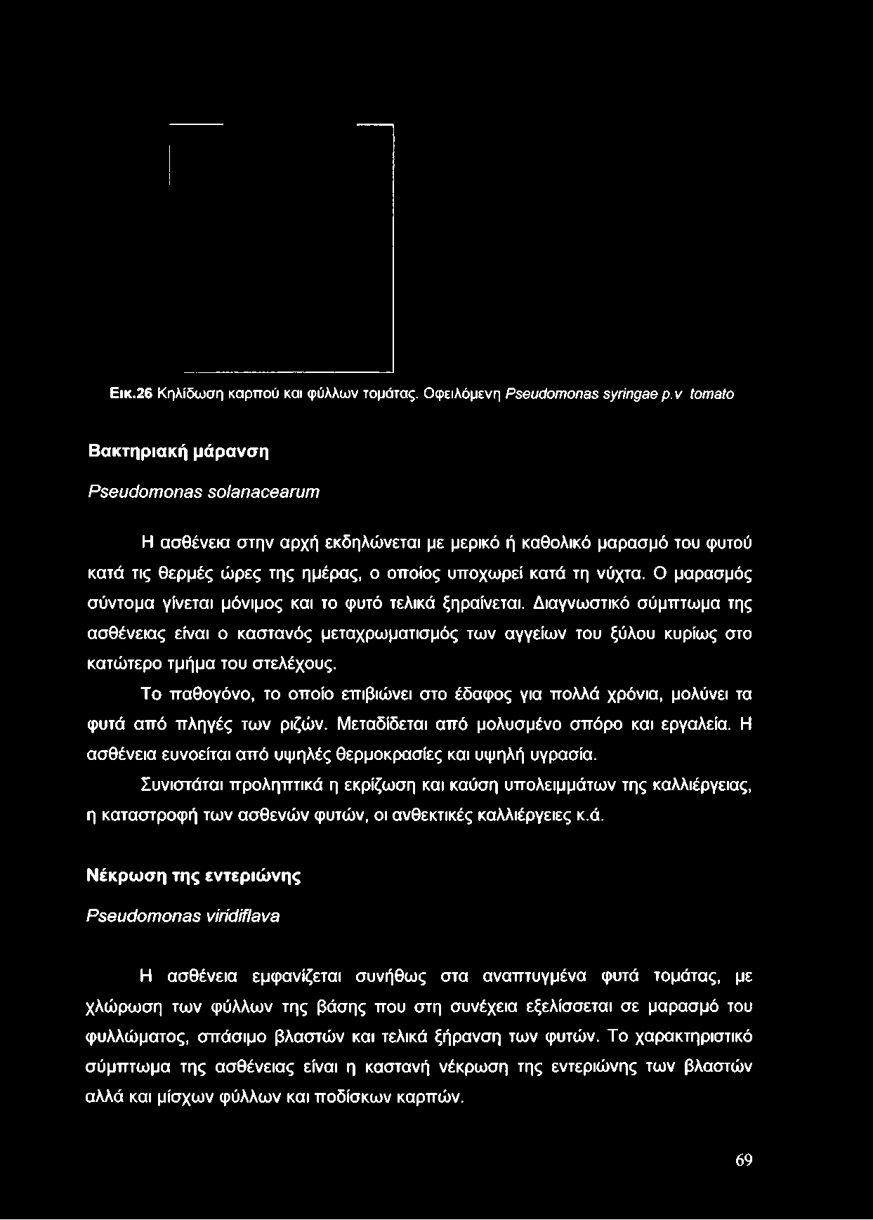 Εικ.26 Κηλίδωση καρπού και φύλλων τομάτας. Οφειλόμενη Pseudom onas syringae ρ.