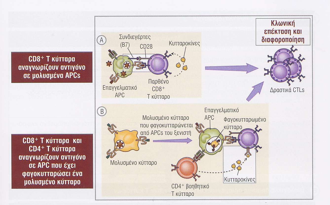 ΗενεργοποίησητωνCD8 + T