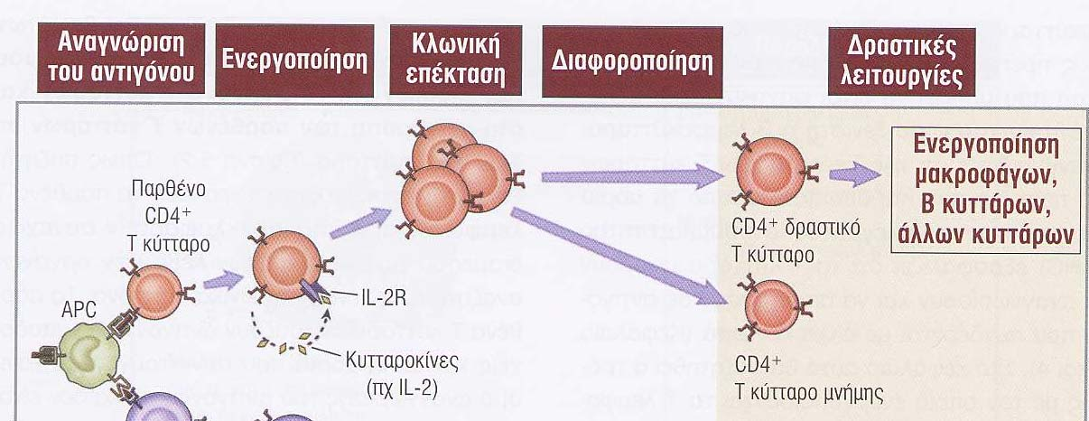 Οι φάσεις των Τ