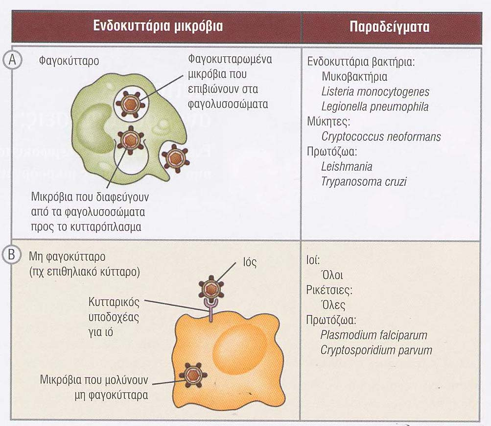 Οι τύποι των ενδοκυττάριων µικροοργανισµών