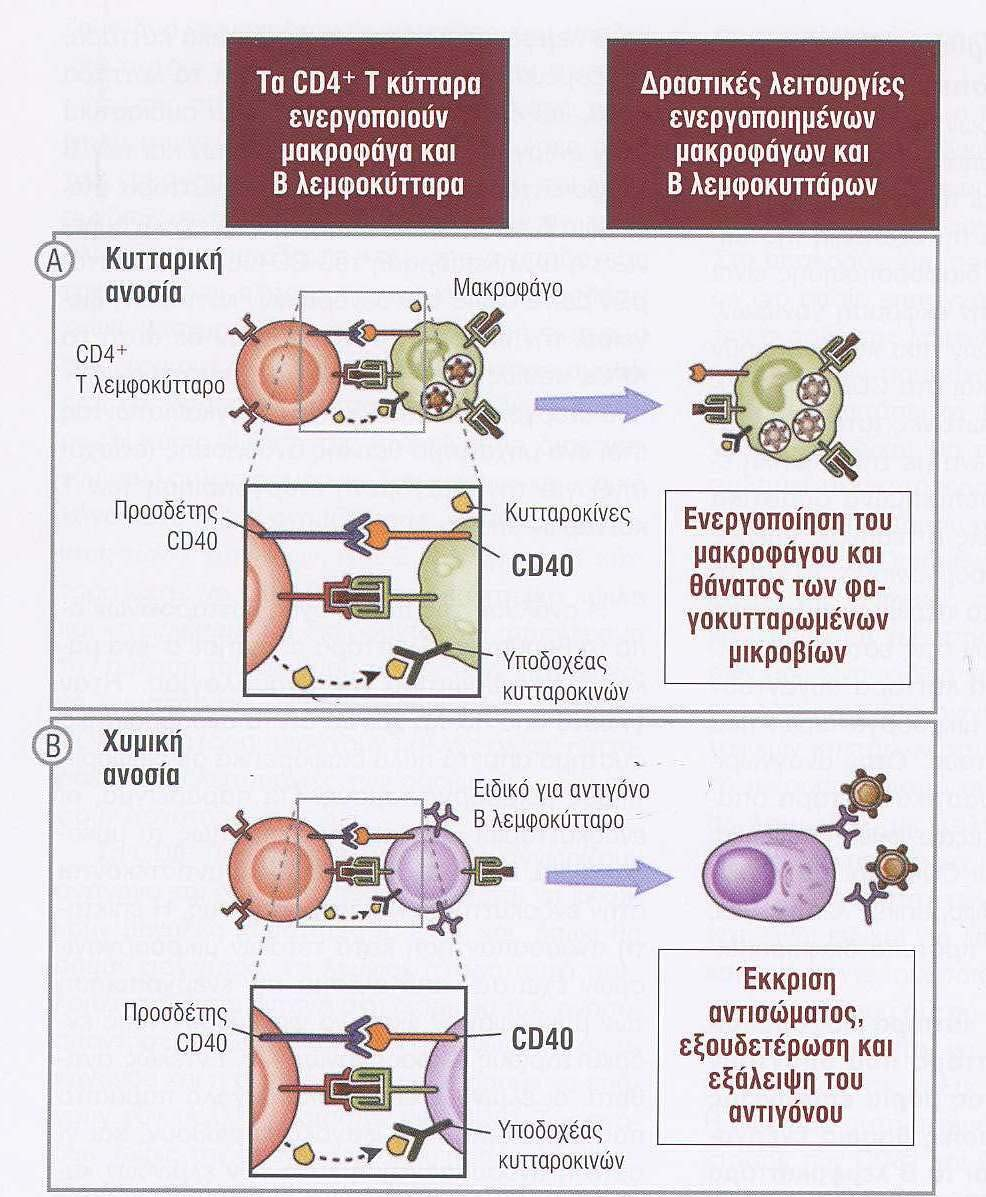 CD40L (= Συνδέτης CD40) Βασικός παράγων των δραστικών λειτουργιών των CD4 + Ο