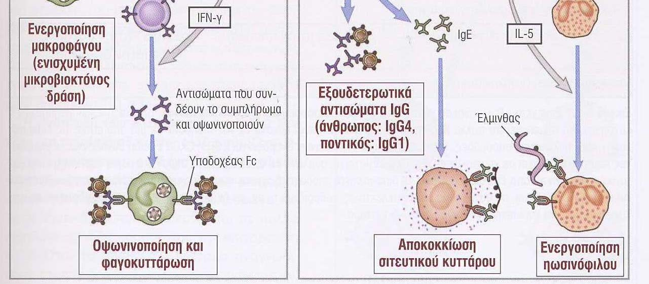 οι λειτουργίες τους