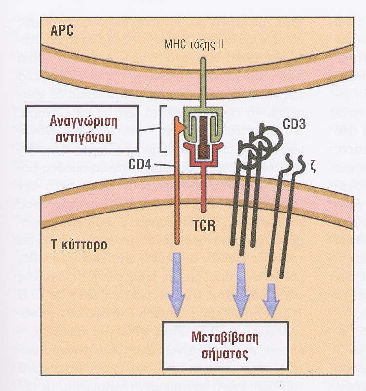 Η αναγνώριση του αντιγόνου και η µετάδοση