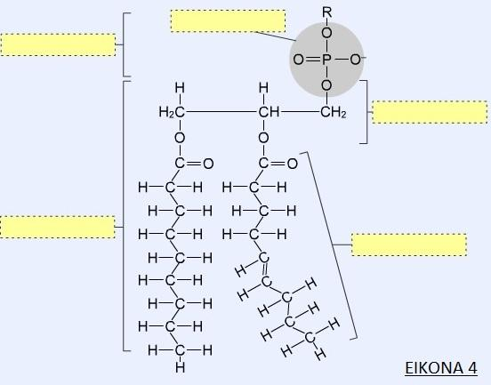 Β2. ΦΩΣΦΟΛΙΠΙΔΙΑ Ας συγκρίνουμε ένα τριγλυκερίδιο με το μόριο της εικ.