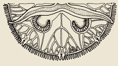 Class Scyphozoa: Aurelia medusa Δευτερογενή