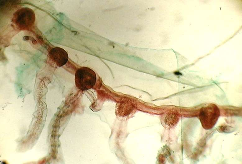Class Hydrozoa: Goniocnemus