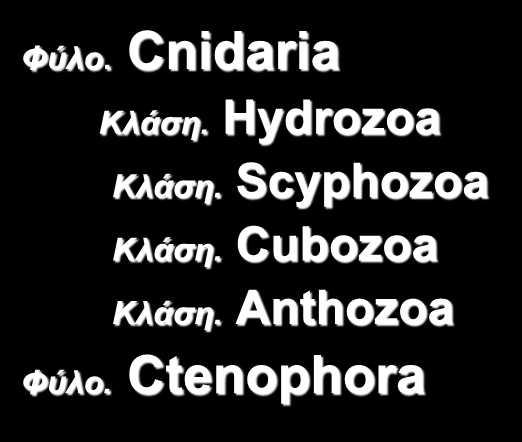 Ακτινοσυμμετρικά Φύλα (Radiate phyla) Φύλο. Cnidaria Κλάση.