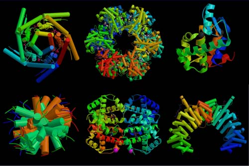Rozdelenie bielkovín Štrukturálne glykoproteíny, kolagén Informatívne: receptorové (rodopsín) peptidické hormóny Obranné imunoglobulíny Enzýmy