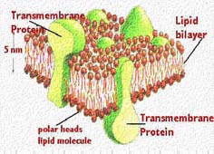 Lipidy tuky štrukturálne komponenty bunky energetická zásobáreň bunky Jednoduché lipidy estery mastných kyselín a alkoholu