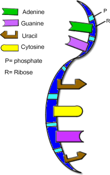 adenín, gvanín, cytozín, tymín, H 3 PO 4