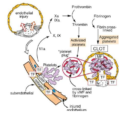 σχηματισμό του ενζύμου (παράγοντας Xa), που καταλύει την παραγωγή της θρομβίνης. Οι δύο πορείες δεν είναι ανεξάρτητες μεταξύ τους αλλά αλληλεπιδρούν.