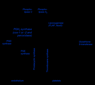 Εικοσανοειδή Τα εικοσανοειδή είναι λιποειδικά μόρια, που λειτουργούν ως ενδοκυττάριοι ή εξωκυττάριοι μεσολαβητές και περιλαμβάνουν τις προσταγλαδίνες, τα θρομβοξάνια και τα λευκοτριένια.