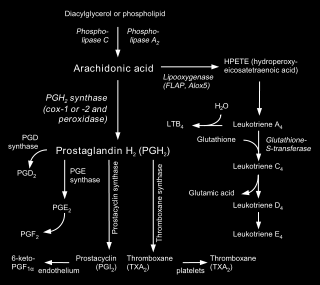 Τα πολυακόρεστα λιπαρά οξέα αυτά, είναι το αραχιδονικό οξύ (20:0), στο οποίο οφείλεται κατά κύριο λόγο η βιοσύνθεση των εικοσανοειδών, το εικοσιπεντανοϊκό οξύ (20:5ω-3) και το διομο-γαμαλινολενικό