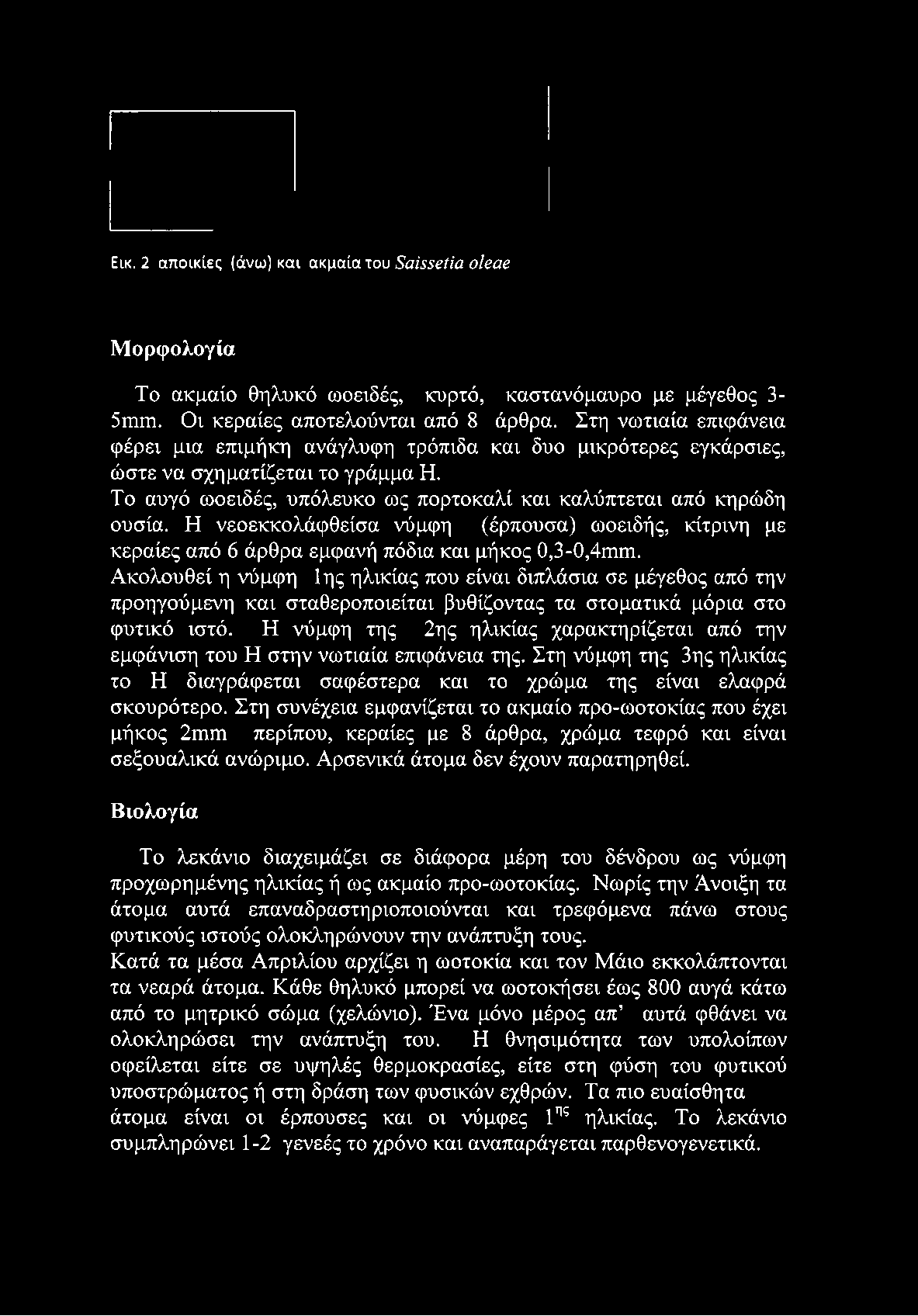 Η νεοεκκολάφθείσα νύμφη (έρπουσα) ωοειδής, κίτρινη με κεραίες από 6 άρθρα εμφανή πόδια και μήκος 0,3-0,4ιηιη.