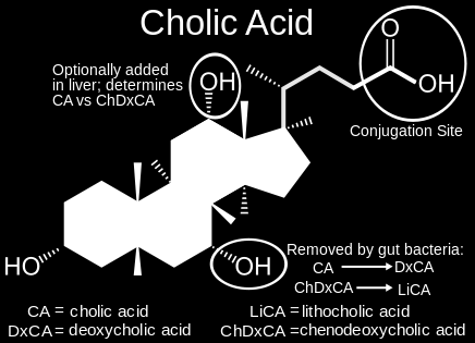 450 primárne žlčové kyseliny cholová kyselina chenodeoxycholová kyselina sekundárne žlčové kyseliny črevné